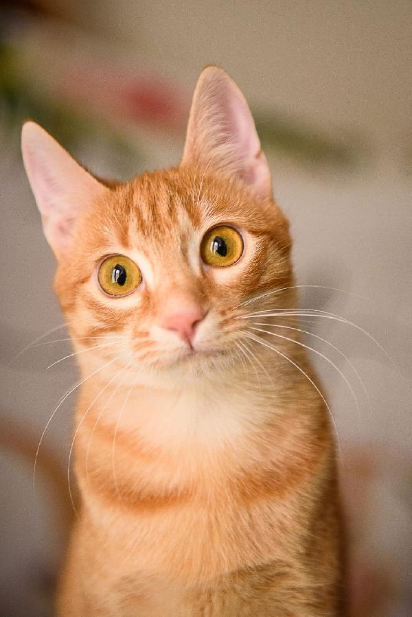 Zoe Una Perla Rossa Da 8 Mesi 